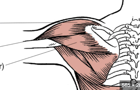 <p>Shoulder - to move arm</p>