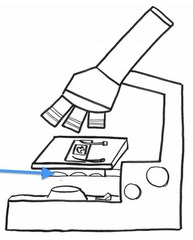 <p>Regulates the amount of light on the specimen</p>
