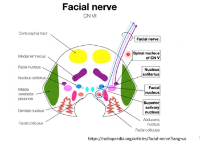 <p>facial nerve: CN VII</p>