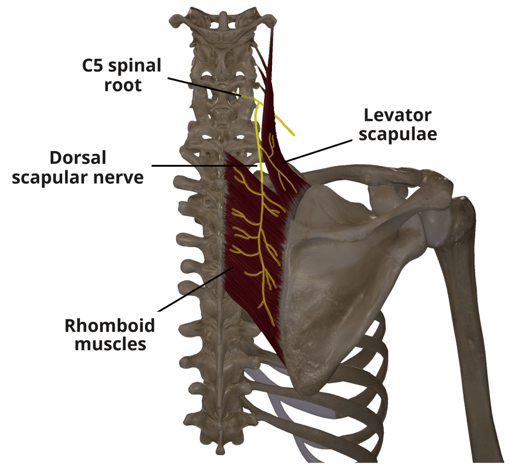 <ul><li><p>function (what the muscle does - its action)</p></li></ul><p>Elevates scapula</p><p>Retracts (adducts) scapula</p><p>Inferiorly rotates scapula </p><p>• innervation (what nerve makes the muscle work)</p><p>Dorsal Scapular Nerve (C5)</p>