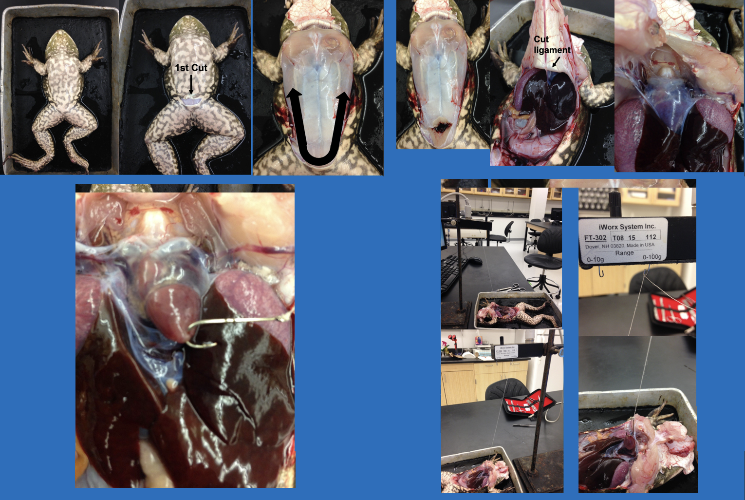 <ul><li><p>remove ventral surface</p></li><li><p>expose the heart, cut the ligament and the tissue around the heart</p></li><li><p>hook the apex of the heart, lift to set up the apparatus</p></li></ul><p>[remember: keep heart moist, fill in data sheet]</p>