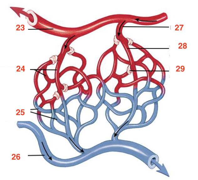 <p>23</p>