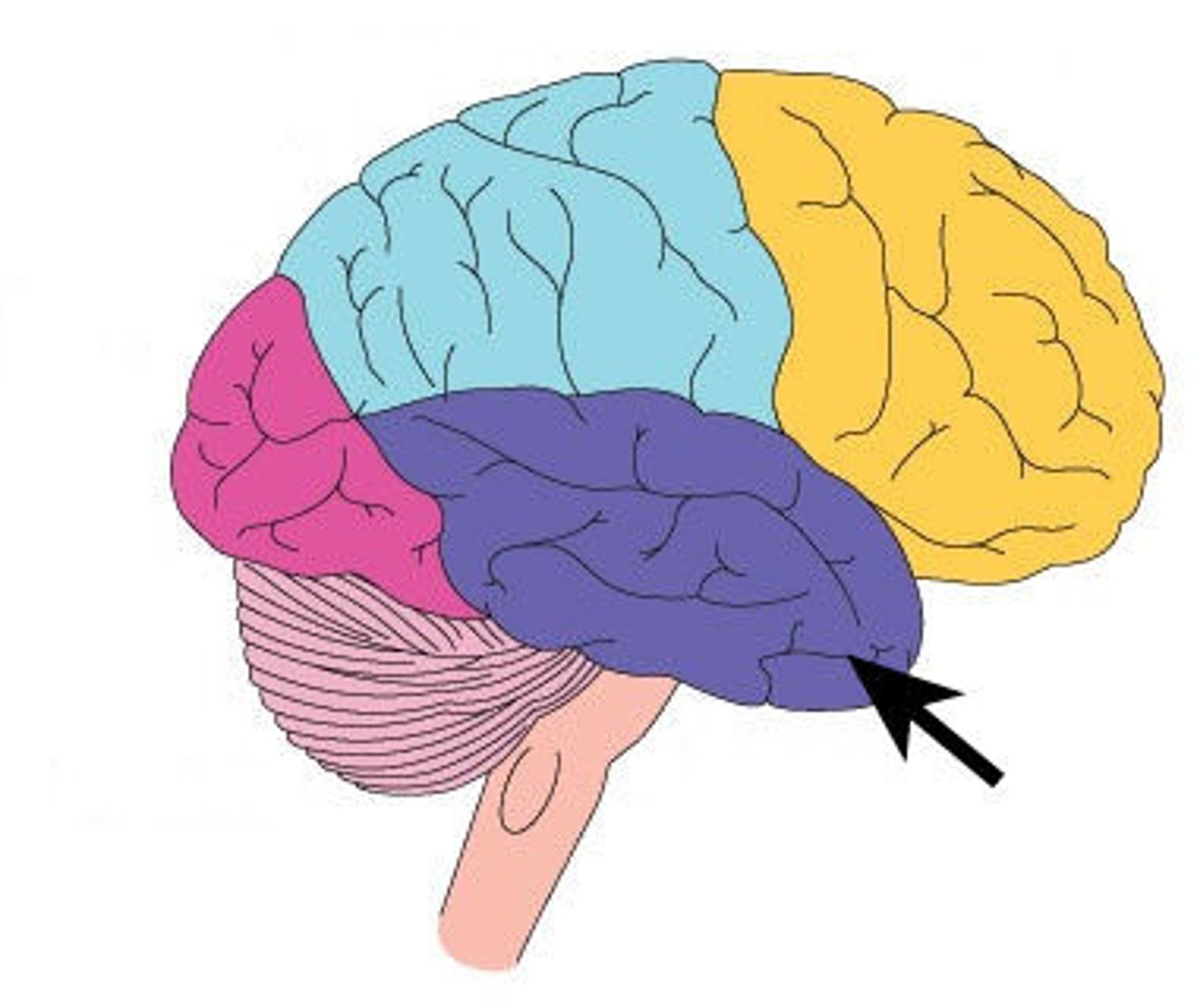 <p>Cerebral lobe responsible for processing auditory information, hearing, and memory encoding.</p>