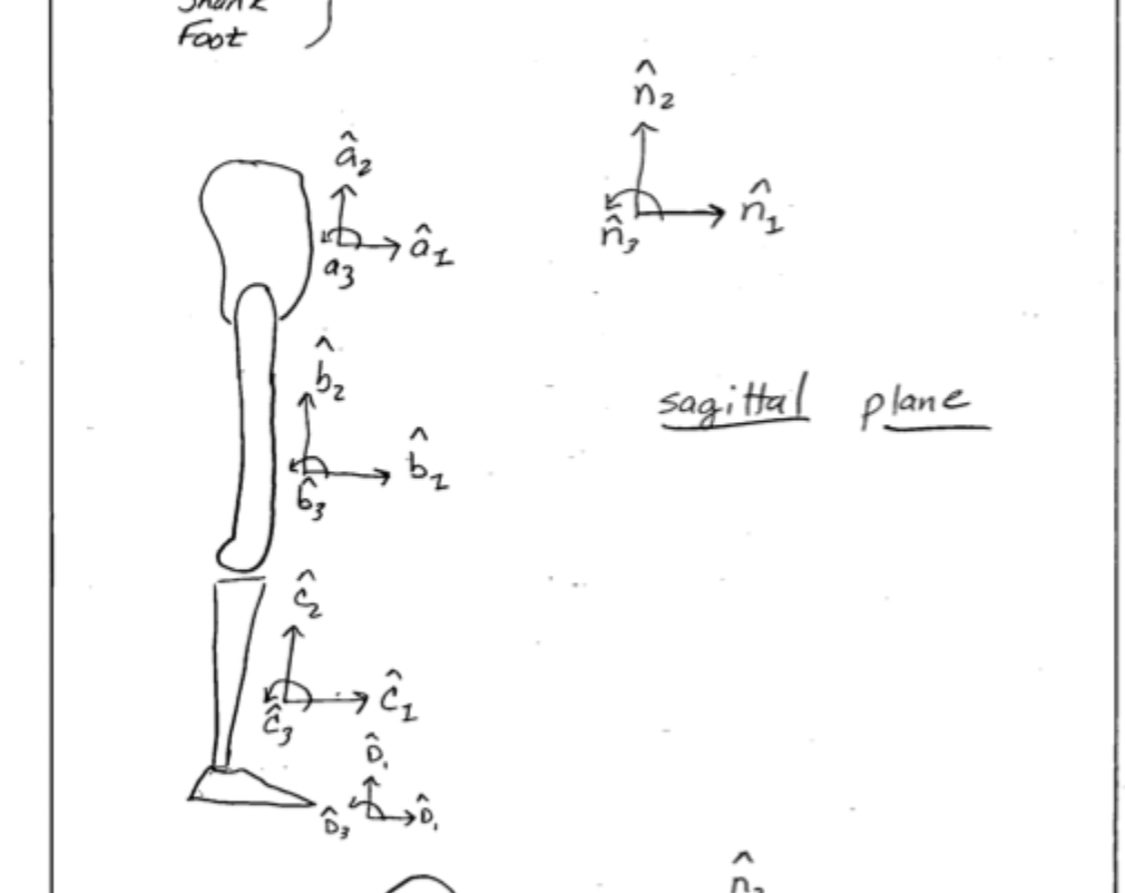 <p>Modeling the lower body as 4 rigid bodies representing the pelvis, the thigh, the shank (calf), and the foot. Each rigid body has its own reference frame indicating up/down, left right, and in out relative to the rigid body.</p>