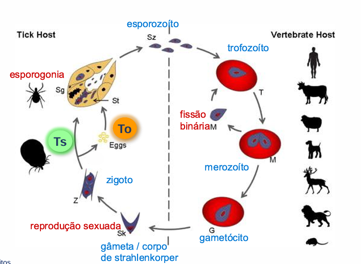 <p><mark data-color="#ffac15" style="background-color: rgb(255, 172, 21); color: inherit;">To</mark> - Transmissão transovárica - parasita invade os ovos da carraça fêmea (as larvas já nascem infetadas) </p><p><mark data-color="#29ff00" style="background-color: rgb(41, 255, 0); color: inherit;">Ts</mark> - Transmissão transestadial - o parasita passa de um estágio da carraça para o seguinte</p>
