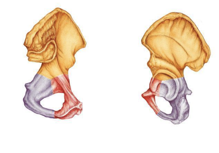 <p><span>Is the indicated bone from the right of left side of the body?</span></p>