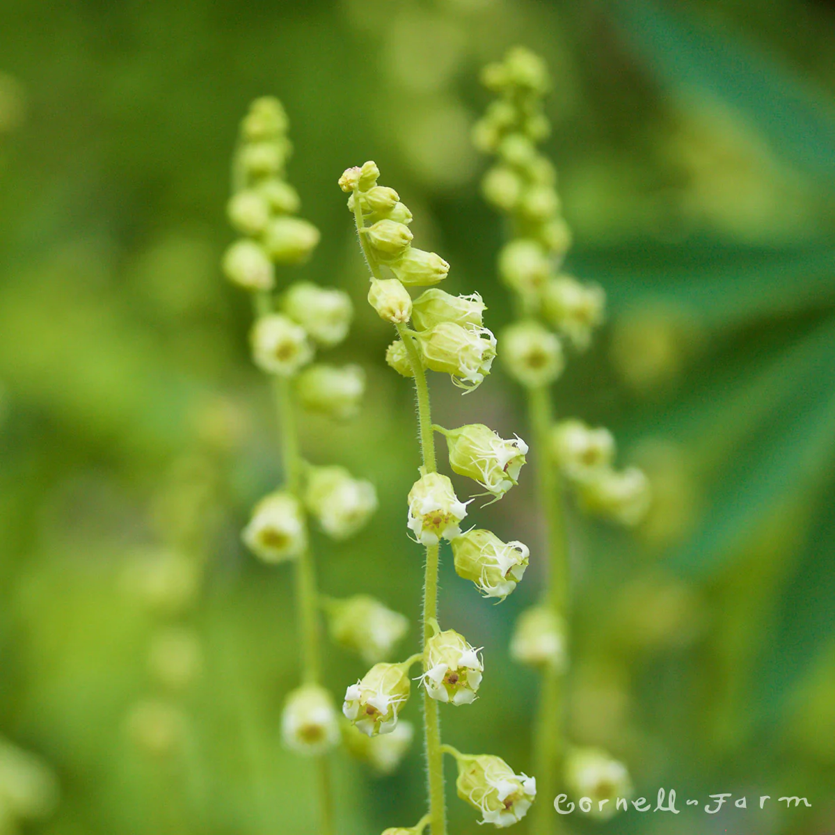 <p>Tellima grandiflora</p>