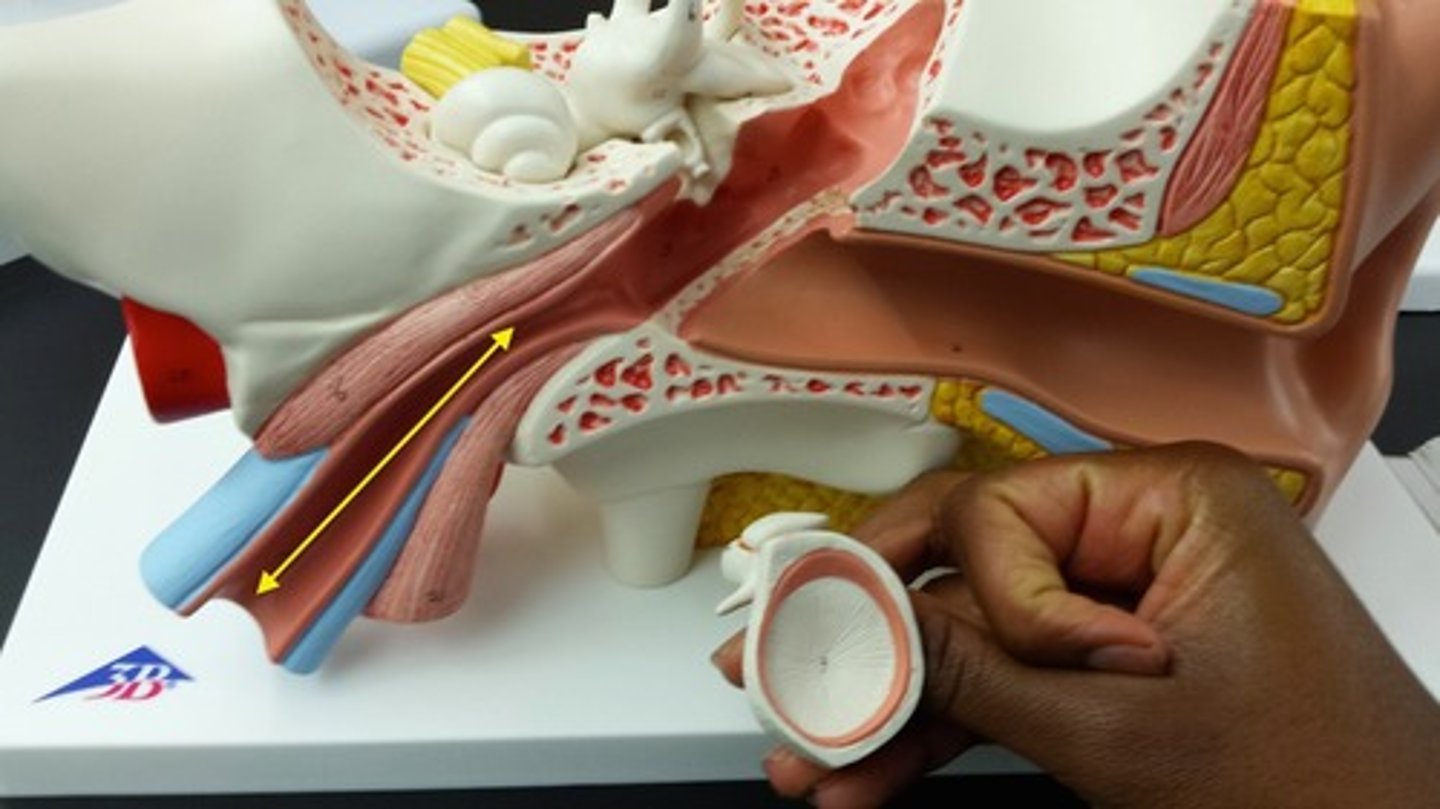<p>What part of the ear is this?</p>
