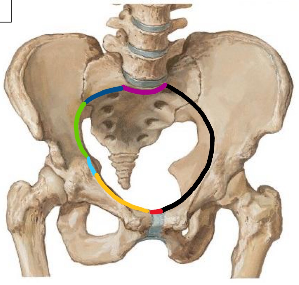 <p>Identify the colored parts</p>