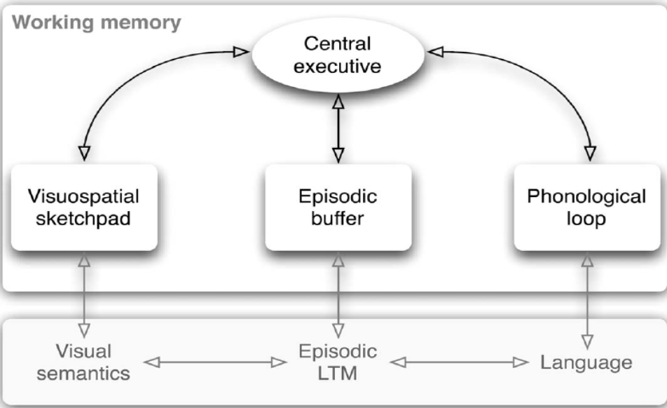 <p><span><strong>Shows the four components of working memory:</strong></span></p><ul><li><p><span><strong>Central Executive</strong> — directs attention and coordinates the system</span></p></li><li><p><span><strong>Phonological Loop</strong> — holds and rehearses verbal/auditory info</span></p></li><li><p><span><strong>Visuospatial Sketchpad</strong> — holds visual and spatial info</span></p></li><li><p><span><strong>Episodic Buffer</strong> — integrates info from the subsystems + long‑term memory</span></p></li></ul><p><span><strong>Also shows connections to long‑term memory systems:</strong></span></p><ul><li><p><span>Language → phonological loop</span></p></li><li><p><span>Visual semantics → visuospatial sketchpad</span></p></li><li><p><span>Episodic LTM → episodic buffer</span></p></li></ul><p></p>
