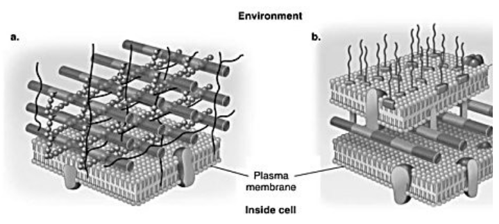 <p>In the figure, which diagram of a cell wall is a gram-negative cell wall?</p>