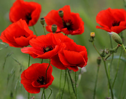 <p><span><span>die Form/ </span></span><span>die Formen</span></p>