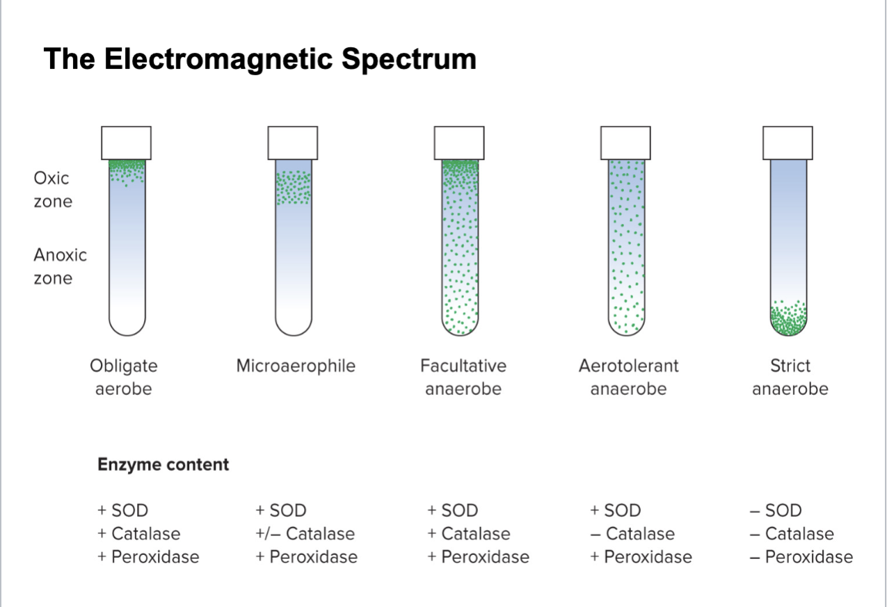 <p>Microbes that live on land and water surface live at a</p><p>pressure of 1 atmosphere (atm).</p><p>Some Bacteria and Archaea live in deep sea with very high</p><p>hydrostatic pressures.</p><p><span style="color: yellow;"><strong>Barotolerant</strong></span>—adversely affected by increased pressure, but</p><p>not as severely as nontolerant organisms.</p><p><span style="color: yellow;"><strong>Peizophilic (barophilic)</strong></span>—requires high pressure for growth.</p><ul><li><p>Change membrane fatty acids to adapt to increasing pressure.</p><ul><li><p>Lipids become more unsaturated and shorter</p></li></ul></li></ul><p></p>