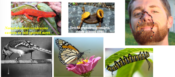 <p>certain coloring or marking (usually bright) to warn potential predators that you are bad-tasting, toxic, or dangerous</p><p>predators avoid such animals innately or due to learned response after an unpleasant experience</p><p>some animals manufacture chemicals, others get them from other plants</p><p>types: Mullerian mimicry, Batesian mimicry</p><p>types of Batesian mimicry: morphological, behavioral</p>