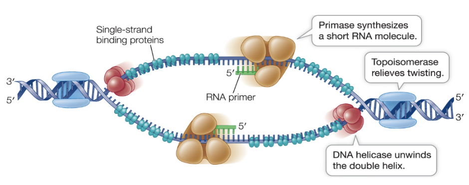 <p>The pre-replication complex binds to sites of origin. Replication bubble forms at ori with replication forks at each end. DNA helicase moves away from the ori, separating the strands and widening the replication bubble with the help of topoisomerase. Primase synthesizes RNA primers on each strand to DNA.</p>