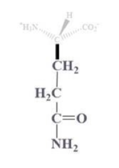 <ul><li><p>gln, Q</p></li></ul><p></p><ul><li><p>CH2 - CH2 - C that is bound to (=O) and (-NH2)</p></li></ul><p></p><ul><li><p>amine derivative of glutamic acid</p></li><li><p>polar <em>uncharged</em> amino acid </p></li></ul><p></p>