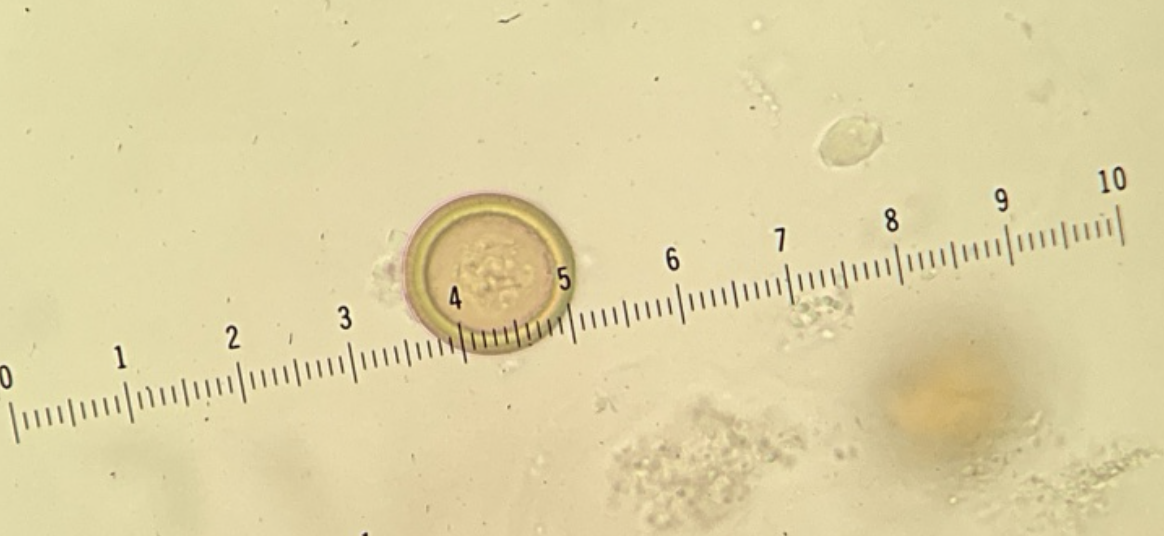 <p>Kingdom?</p><p class="p1">Phylum?</p><p class="p1">Class?</p><p class="p1">Subclass?</p><p class="p1">Order?</p><p class="p1">Family?</p><p class="p1">ID?</p>