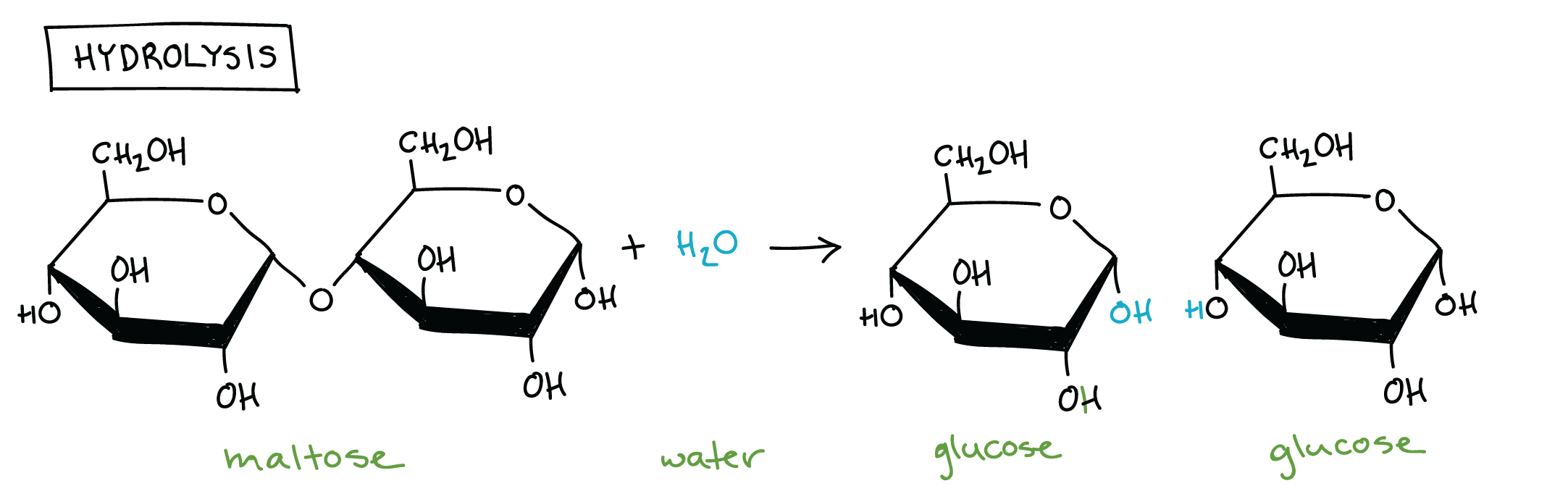 <p>when polymers (w/ water) break down into monomers</p><ul><li><p>polymer → monomer</p></li></ul><p></p>