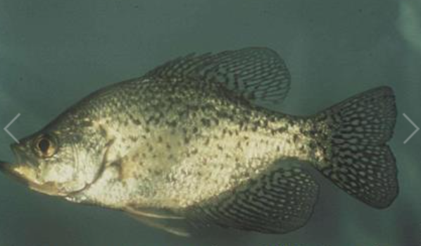<p>Black crappie</p>