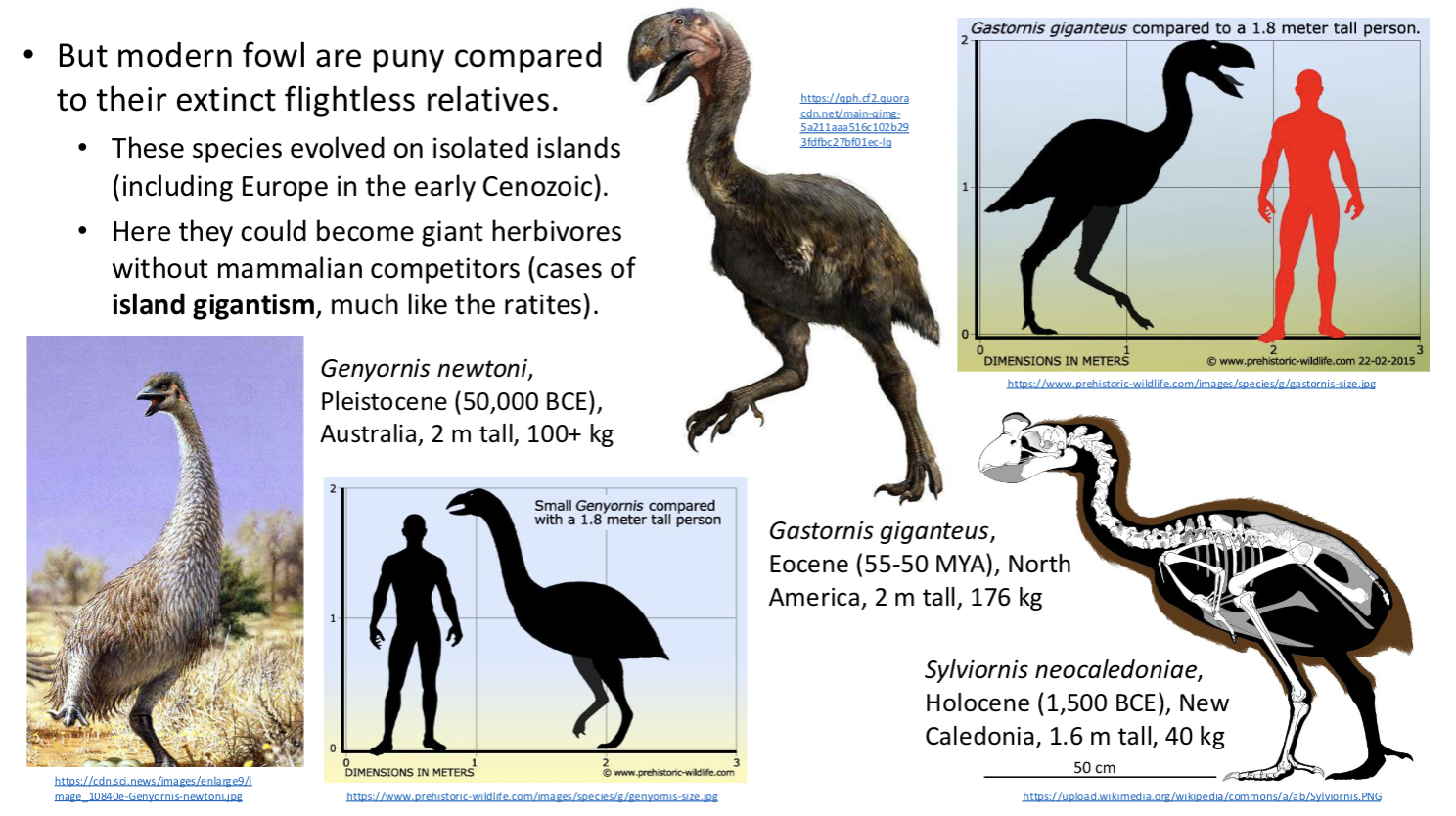 <ul><li><p>land and waterfowl</p></li><li><p>galliforms and anseriformes are sister taxa</p></li><li><p>regularly lay multiple eggs, chicks and ducklings are very precocious and can run,, swim and dive shortly after hatching</p></li><li><p>many species polygynous (1 male many females) or polyandrous (1 female many males)</p></li><li><p>modern fowl puny compared to their extinct flightless relatives</p></li></ul><p></p>