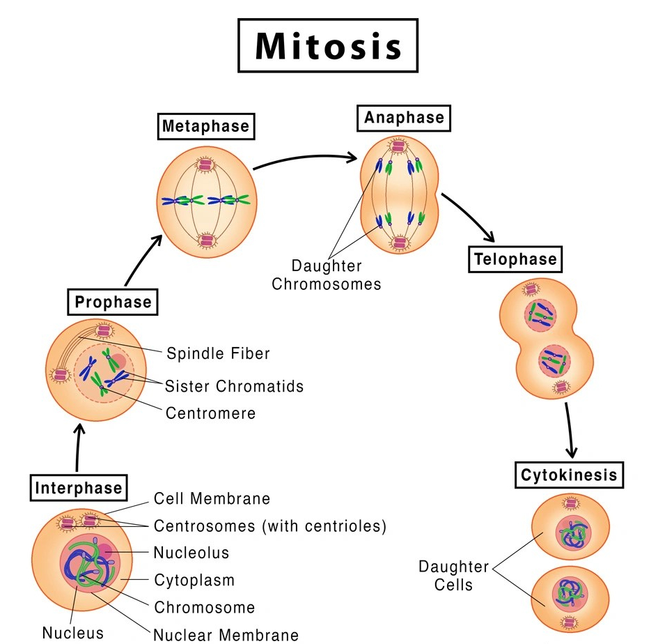 <p>What happens during interphase?</p>