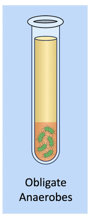 <p>single celled organisms that only carry out anaerobic respiration → they <strong><u>cannot</u></strong> survive in the presence of oxygen</p>