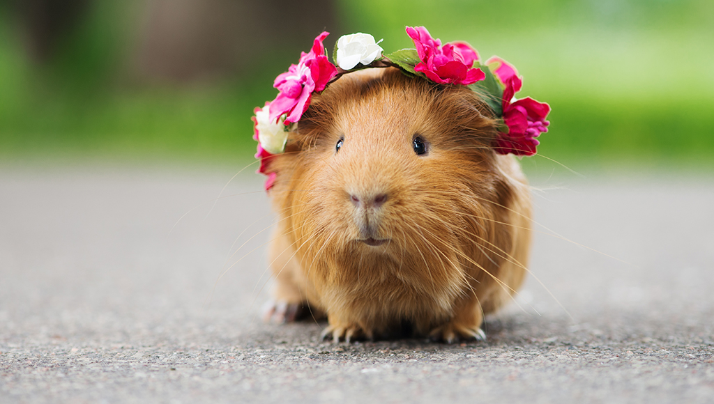 <p>Guinea pig:</p>