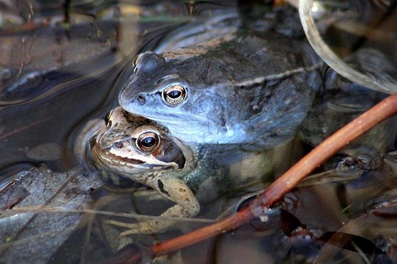 <p>samci přirozmnožování jsou modří, poloměsíčité hrbolky na patách</p>