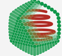 <p><span>Name the type of capsid that certain viruses have based on the structure:</span></p>