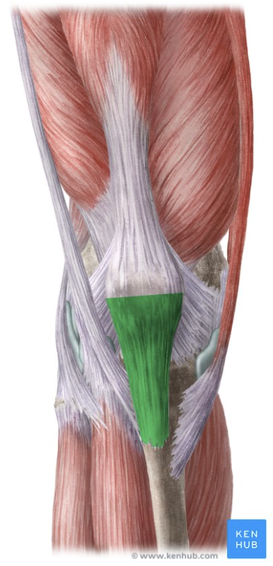 <p>Prevents the patella from moving upward.</p>