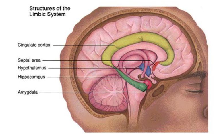 <p>Cingulate cortex</p><p>Septal area</p><p>hypothalamus</p><p>hippocampus</p><p>amygdala</p>