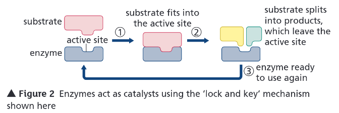 <ul><li><p>Shape of substrate <strong><u>complementary</u></strong> to shape of active site</p><ul><li><p>They bind → forms enzyme-substrate complex</p></li></ul></li><li><p>Reaction takes place — products released from surface of enzyme</p></li></ul><p></p>