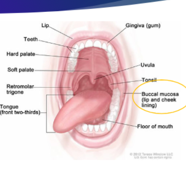 <p>Cavities of the vocal tract: Buccal </p>