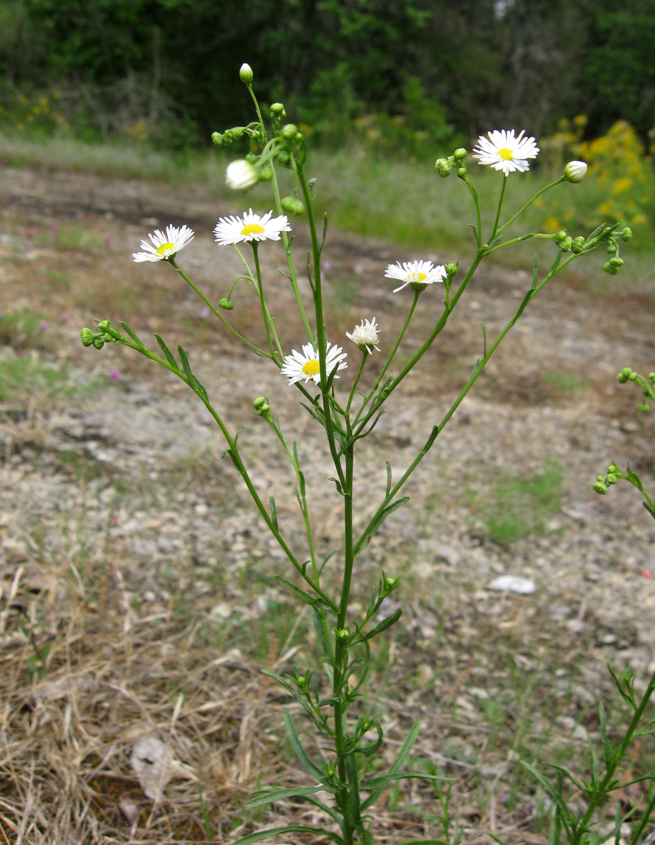 <p>Small daisy-like flowers with white, pink, or yellow centers and hairy stems that produce numerous tiny seed heads.</p>
