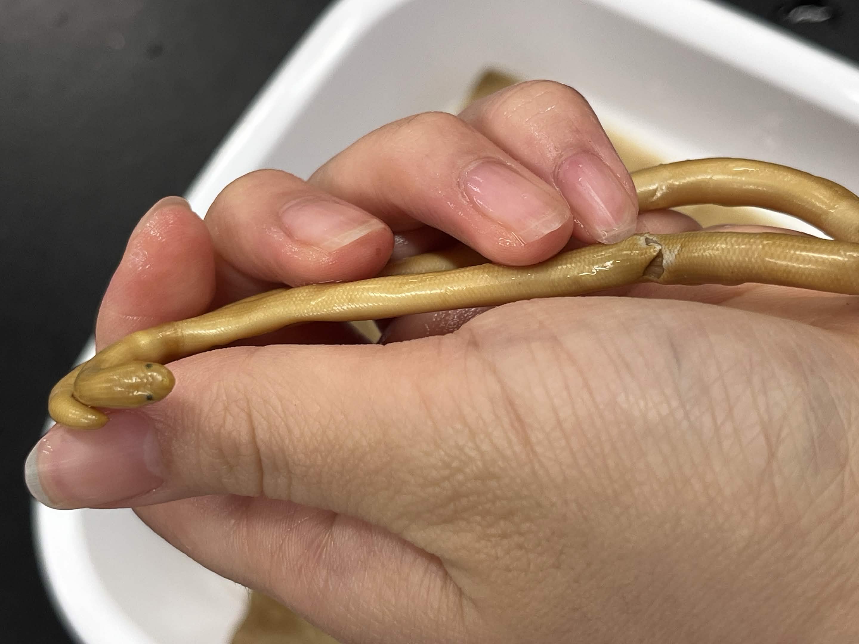 <p>Infraorder + Family + Scientific name?<br>- tiny eyes<br>- spiney tail tip</p>