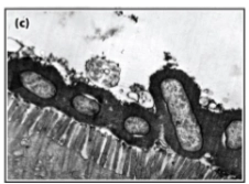<ul><li><p>bestaat voornamelijk uit polysaccharides</p></li><li><p>beschermt tegen stress uit de omgeving</p></li><li><p>kan ook gebruikt worden als voedingsmiddel</p><p>→ is betrokken bij aanhechting tot gastheercellen<br>→ kan fagocytose inhiberen<br>→ bescherming van oppervlakte-antigenen<br>→ zonder capsule zijn veel bacteriën niet pathogeen<br>→ capsule samenstelling varieert veel tussen bacteriën van de zelfde soort</p></li></ul><p></p><p></p>
