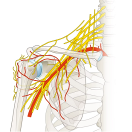 <ul><li><p>innervates the upper limbs</p></li><li><p>major nerve = <strong>MEDIAN NERVE</strong></p></li></ul><p></p>