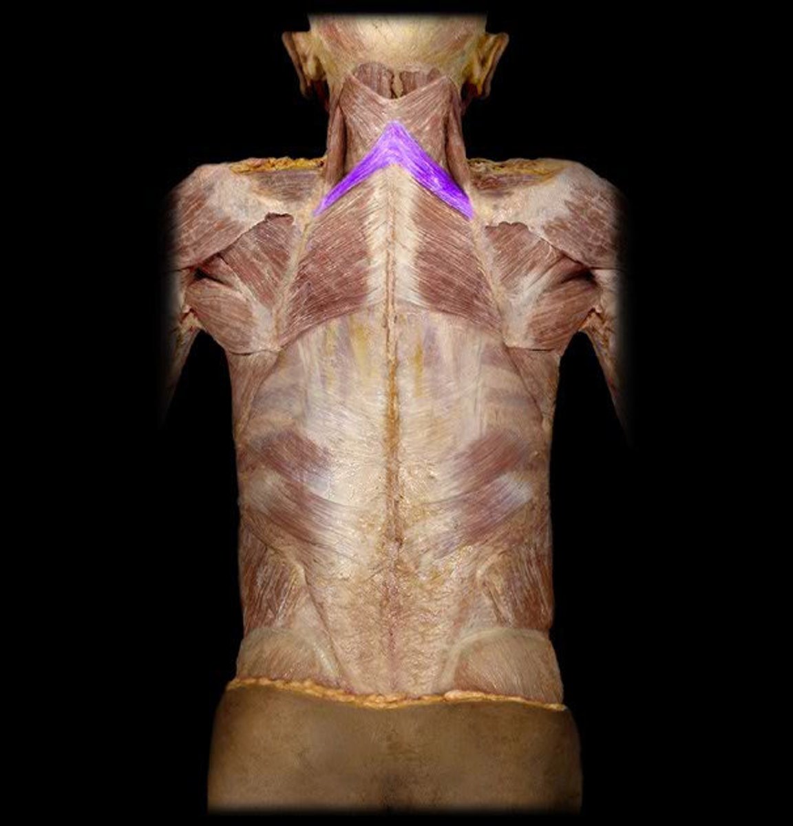 <p>Identification.</p>