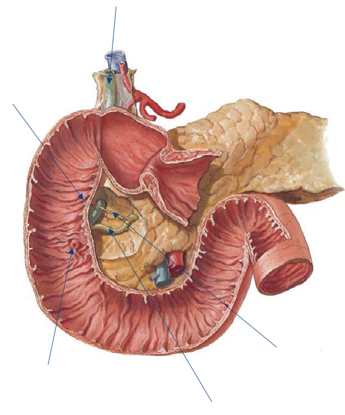 <p>Label the following diagram of the <strong>pancreatic </strong>&amp; <strong>bile ducts</strong></p>