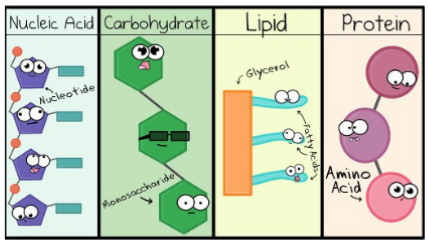 <ol><li><p>Carbohydrates</p></li></ol><p>2. Lipids</p><p>3. Proteins</p><p>4. Nucleic acids</p>