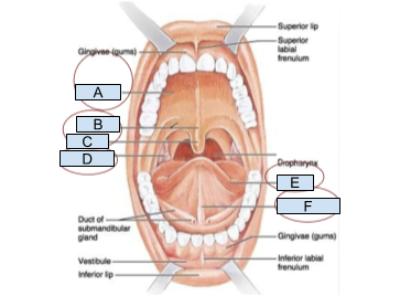 <p>Which structure is labeled A?</p>