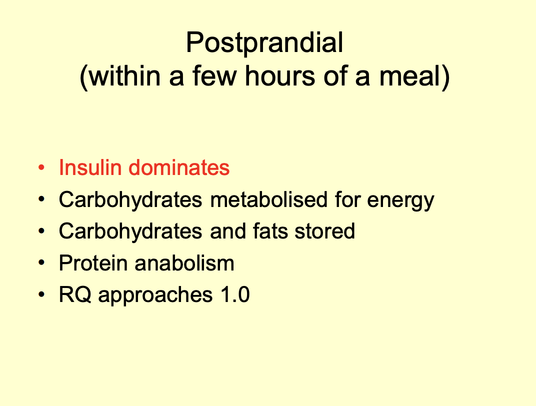 <ul><li><p>5 hours of a meal</p></li><li><p>cabrs are oxidised for exergy </p></li><li><p>RQ approaches 1 (but does not reach it)</p></li><li><p>Glycogen and fat are syntehsized and stores</p></li><li><p>amino acids are made into proteins</p></li></ul><p><strong>INSULIN dominates </strong></p><p><em>although note this isn’t really what hormones do</em></p><p></p>