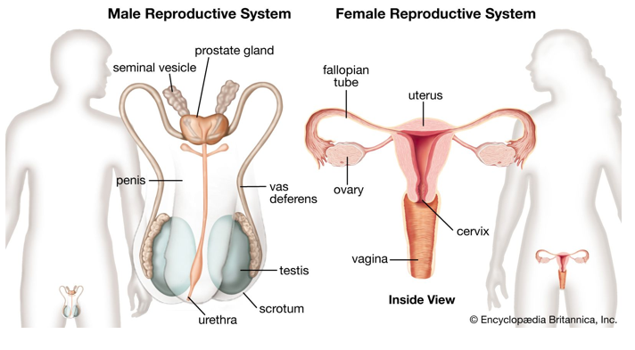 <ul><li><p>Both have <strong>gonads </strong>(primary sex organs) </p></li><li><p>Secrete <strong>sex hormones</strong> (testosterone & estrogen)</p></li><li><p>Produce <strong>gametes </strong>(sex cells) through <strong>meiosis </strong></p><ul><li><p>Male → Sperm</p></li><li><p>Female → Ova / Egg</p></li></ul></li><li><p>Have <strong>accessory reproductive organs </strong></p><ul><li><p>Contribute to the functioning of the reproductive system</p></li></ul></li></ul><p></p>