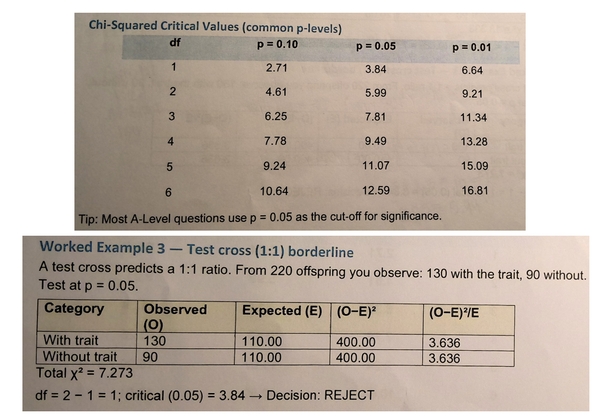 <ol><li><p>State the genetic hypothesis &amp; its expected ratio</p></li><li><p>Find expected counts: multiply each ratio fraction by the total</p></li><li><p>Compute (O - E)<sup>2</sup> / E for each category &amp; add them to get total X<sup>2</sup></p></li><li><p>Work out degrees of freedom: df = number of categories - 1</p></li><li><p>Use the critical values table (usually p = 0.05) to decide accept/reject </p></li></ol><p></p>