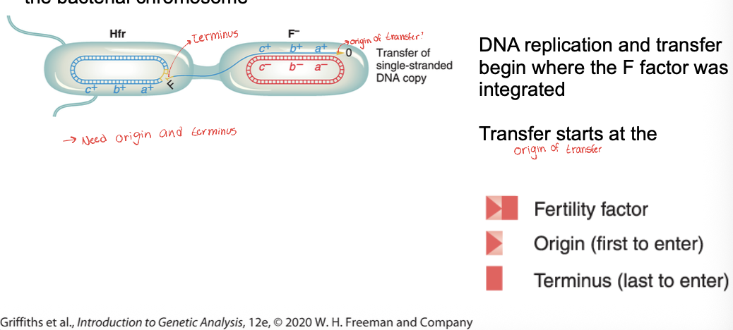 <p>Bacterial conjugation </p><ul><li><p>The integrated F factor (in the Hfr strain), drives transfer of <em>some</em> (rarely all) of the BACTERIAL CHROMOSOMES</p></li></ul><ul><li><p class="p1">DNA replication and transfer begin where the F FACTOR was integrated</p></li></ul><ul><li><p class="p1">Transfer starts at the ORIGIN OF TRANSFER</p></li></ul><p></p>