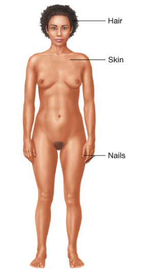 <p>What organ system is this </p>