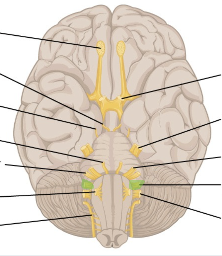 <p>CN 9</p><p>most superior to 9 &amp; 10</p>
