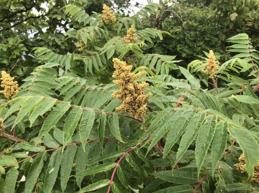 term image