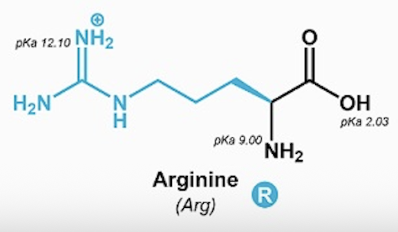 <p>Arginine (Arg, R)</p>