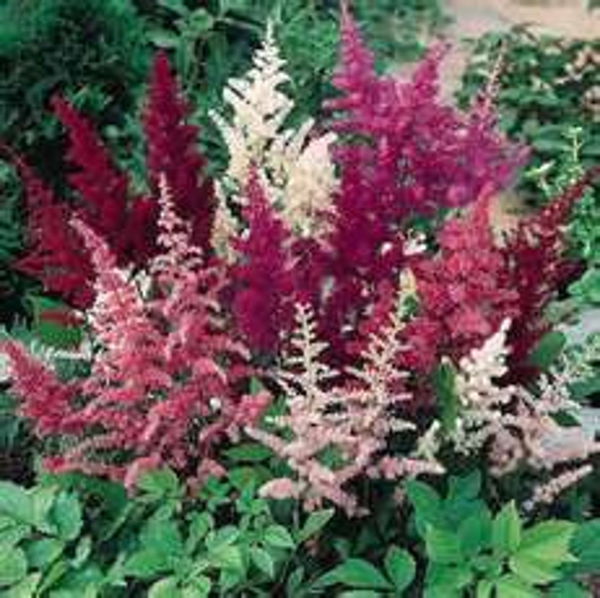 <p>chăm sóc các loài hoa mỏng manh</p><p>Gardeners need to be patient when they ___</p>